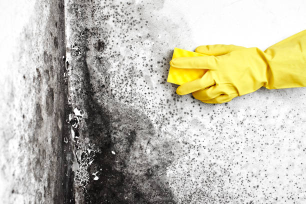 Best Water Damage & Mold Remediation  in Linden, MI