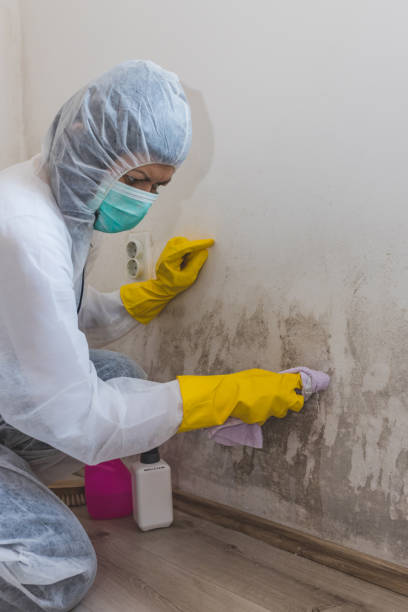 Asbestos and Lead Testing During Mold Inspection in Linden, MI
