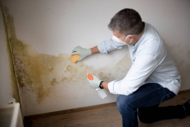 Best Emergency Mold Remediation  in Linden, MI